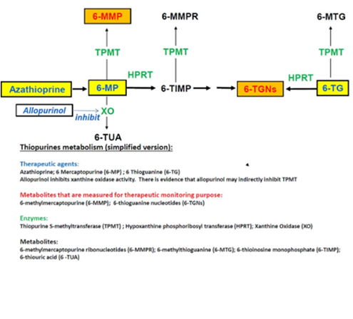 Thiopurine Metabolism Diagram